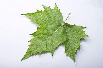 暴雪前总裁：《暗黑4》试炼场有趣 玩家们会回归